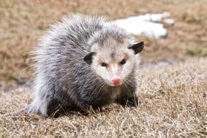 El tlacuache: el único marsupial mexicano