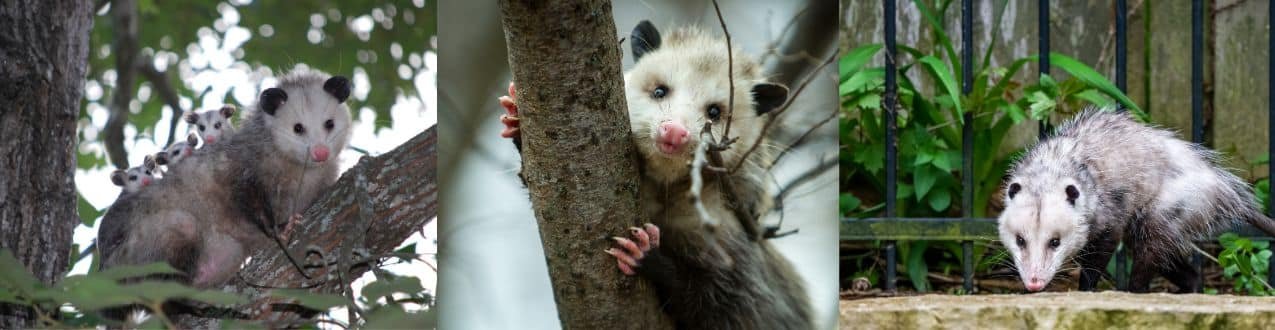 El tlacuache: el único marsupial mexicano
