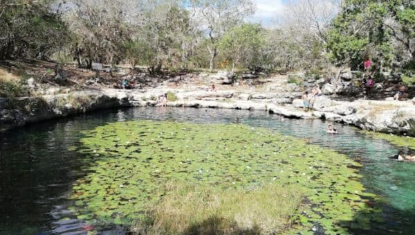 Cenote Xlacah: Un Espejo Sagrado en Dzibilchaltún